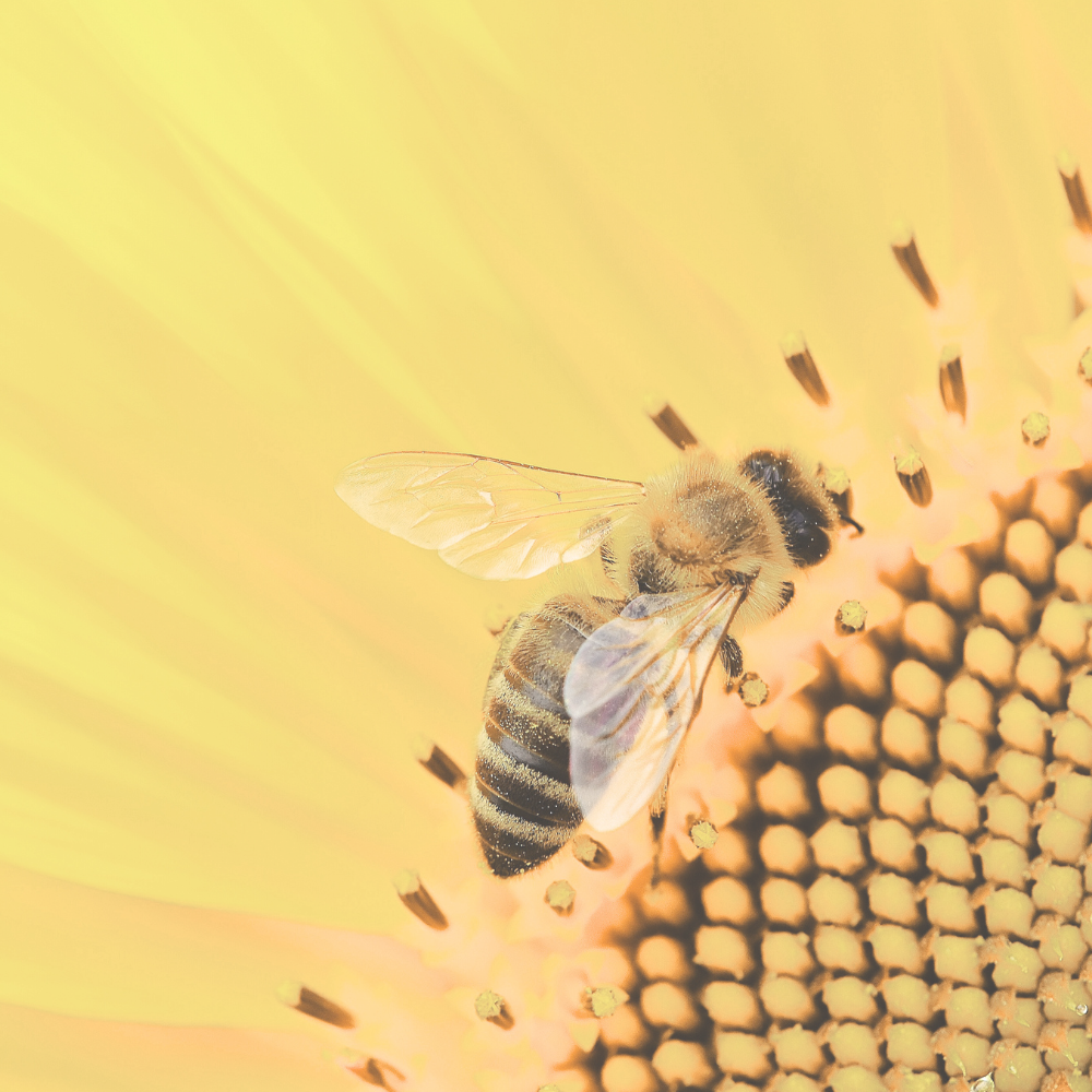bee-here-counselling