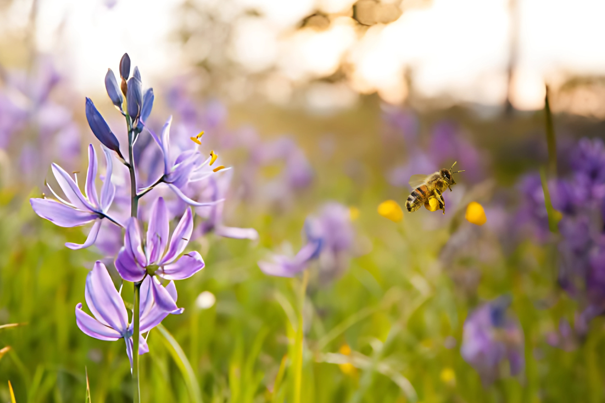 camas-flower-bee
